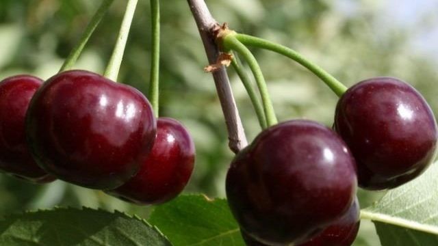 Сорта черешни для средней полосы России, популярные наименования, описание насаждений и плодов с фотографиями, а также особенности выращивания