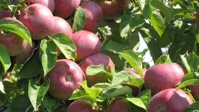 Сорт яблок Макинтош: описание, польза и вред, правила посадки и ухода, сбор и хранение урожая, применение в кулинарии