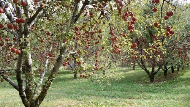 Почему яблоня цветет, но не плодоносит? Причины и решения