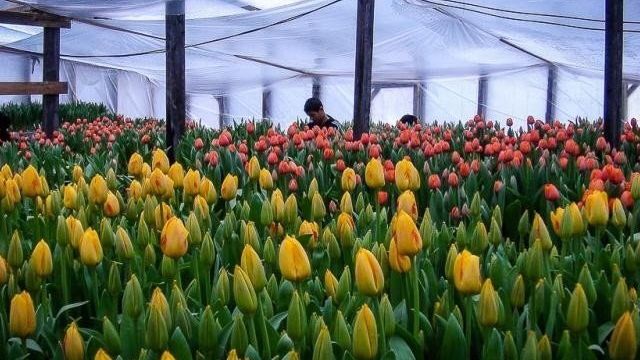 Выращивание тюльпанов в теплице к 8 марта для начинающих