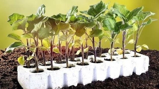 Посадка семян баклажанов на рассаду у себя дома. Что нужно для выращивания крепкой и жизнеспособной рассады баклажанов
