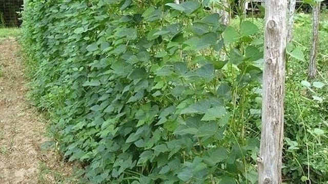 Фасоль лима — как вырастить, когда собирать урожай, как хранить масляную фасоль, видео