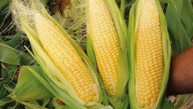 Как правильно выращивать кукурузу, когда ее лучше сажать, особенности ухода за культурой