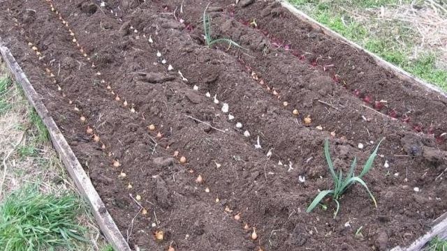 Подготовка лука-севка к посадке весной