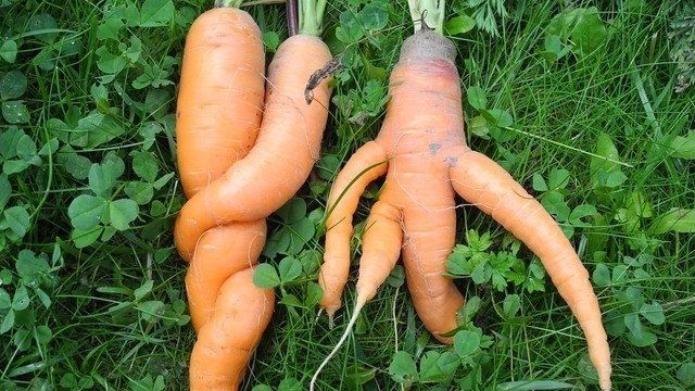 Почему морковь выросла кривая и как не допустить проблемы в будущем году
