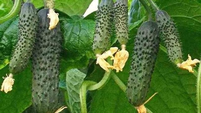 Огурцы Прайм F1 – новый любимчик овощеводов среди партенокарпических растений культуры