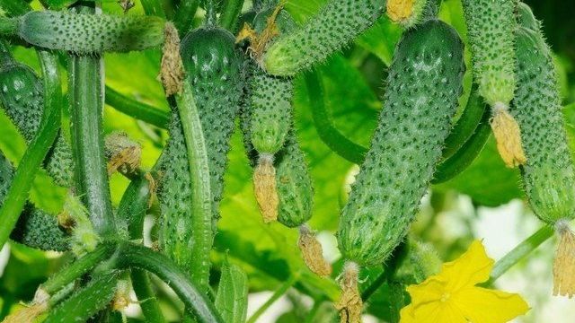 Огурец Амур F1 — описание и агротехника выращивания скороспелого гибрида
