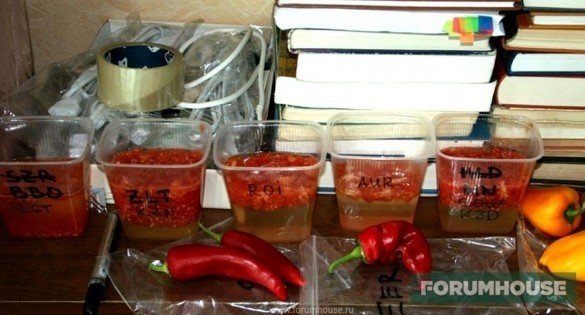 Технология получения семян из томатов