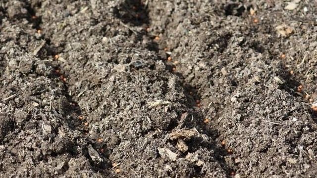 Как сажать свеклу – семенами в грунт и рассадой