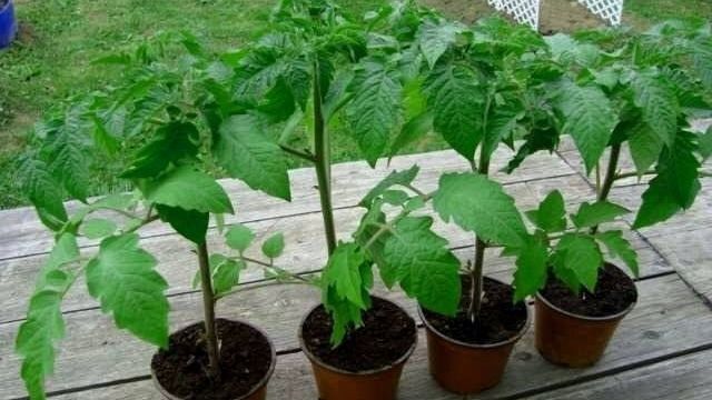 Выращивание рассады томатов в домашних условиях