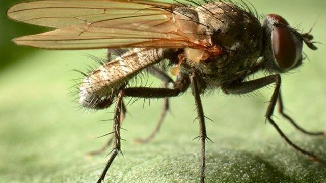 Ростковая муха на огурцах