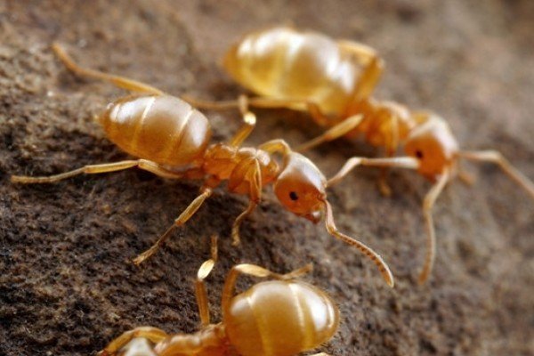 Lasius flavus желтый земляной муравей