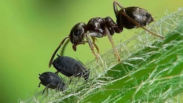 Особенности жизни муравьев. Причины их распространения в домах и на огородах