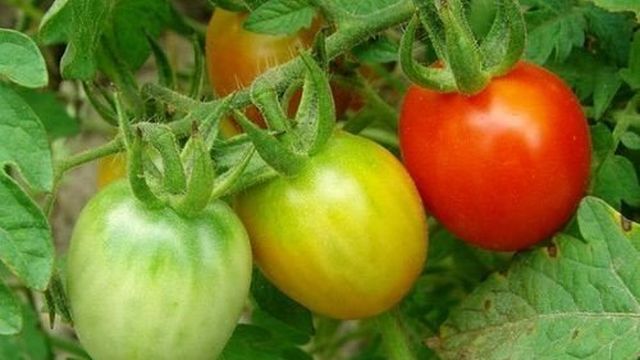 Как ускорить созревание помидор в открытом грунте и теплице