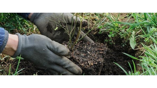 Садовая голубика: как вырастить на участке