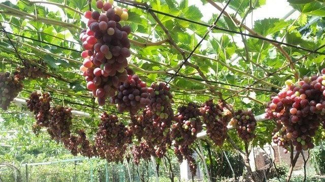 Обрезка винограда молдова осенью видео