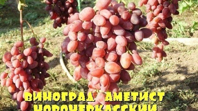Сорт винограда аметист новочеркасский