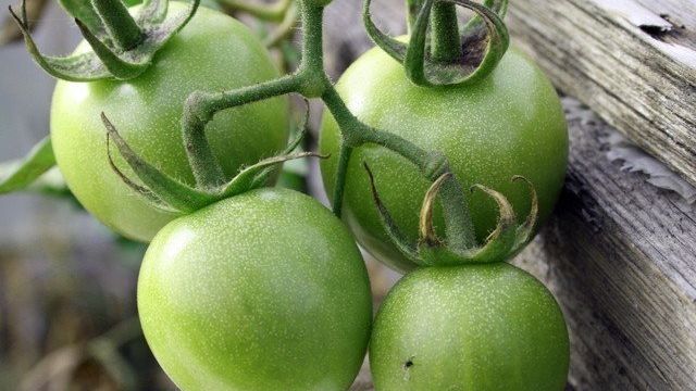 Салат из зеленых помидор на зиму 6 рецептов пальчики оближешь