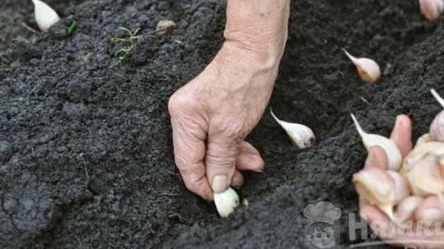 Как посадить озимый чеснок: советы опытных огородников