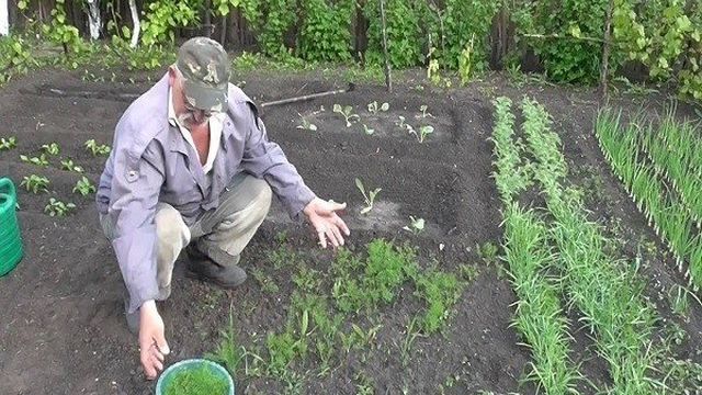 Пошаговая инструкция по уходу и выращиванию зелени